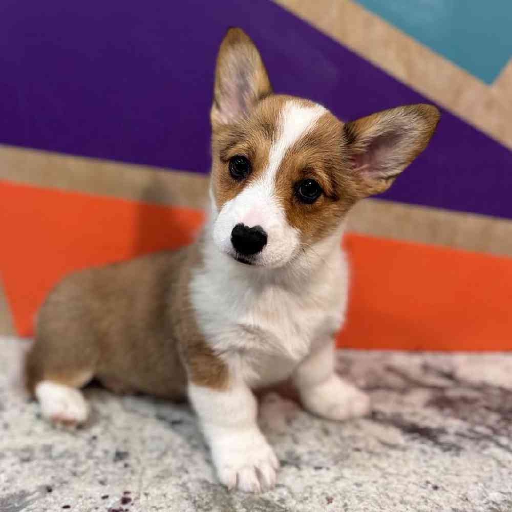 carousel pet images