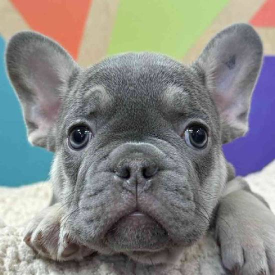 Pierre