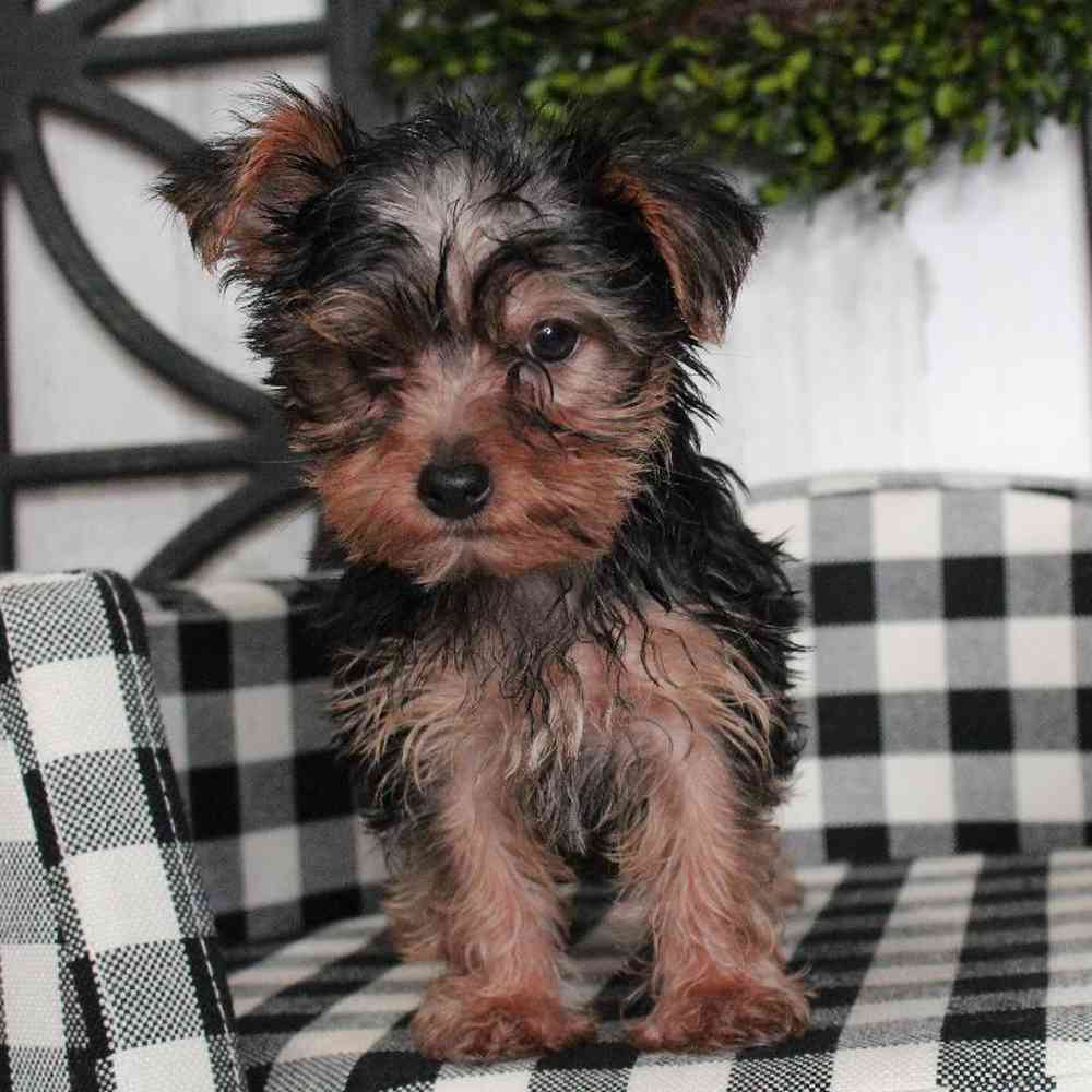 Male Yorkie Puppy for sale