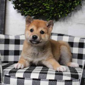 Shiba Inu