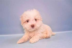 Havanese