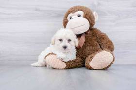 Maltipoo