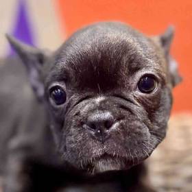Frenchton