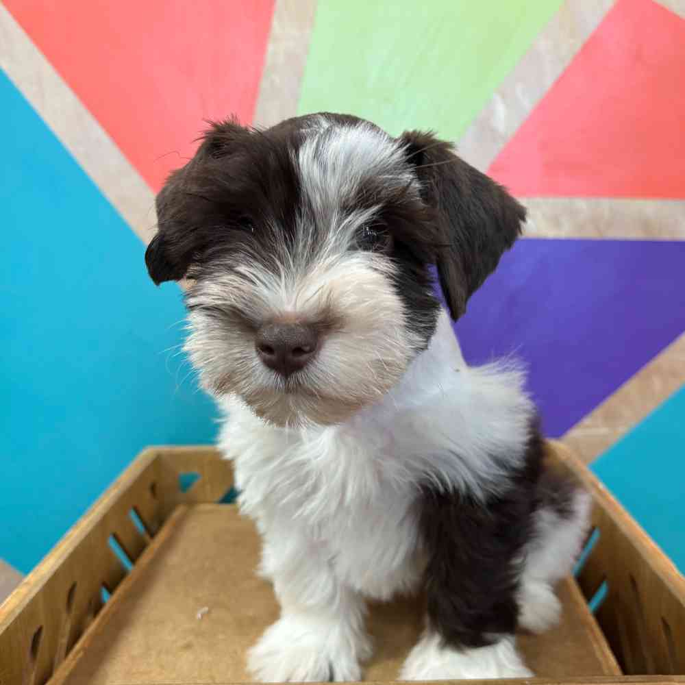 carousel pet images