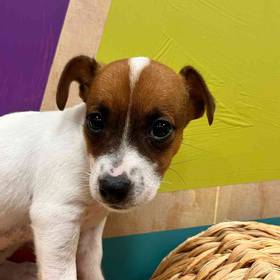 Jack Russell Terrier