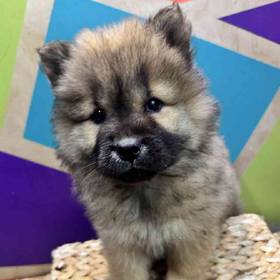 Chow Chow