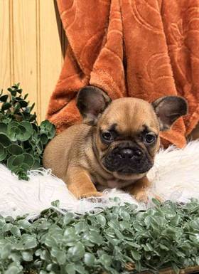 French Bulldog