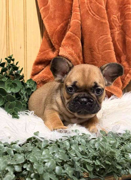 French Bulldog