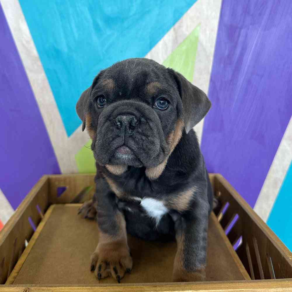 Image of a pet breed in the gallery