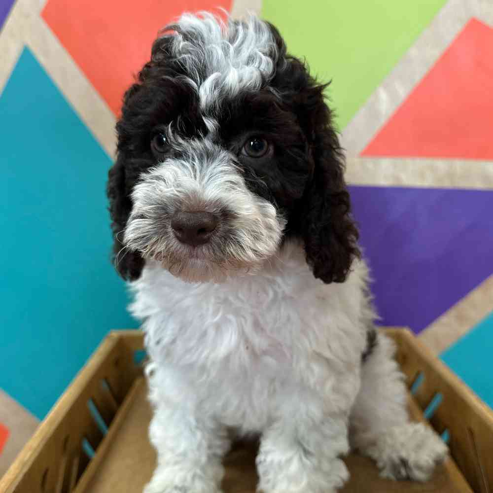 carousel pet images