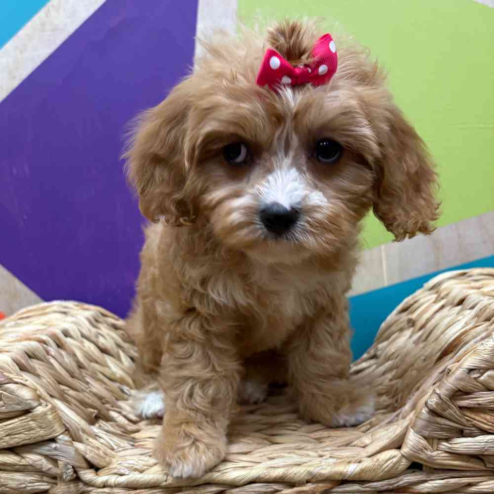 carousel pet images