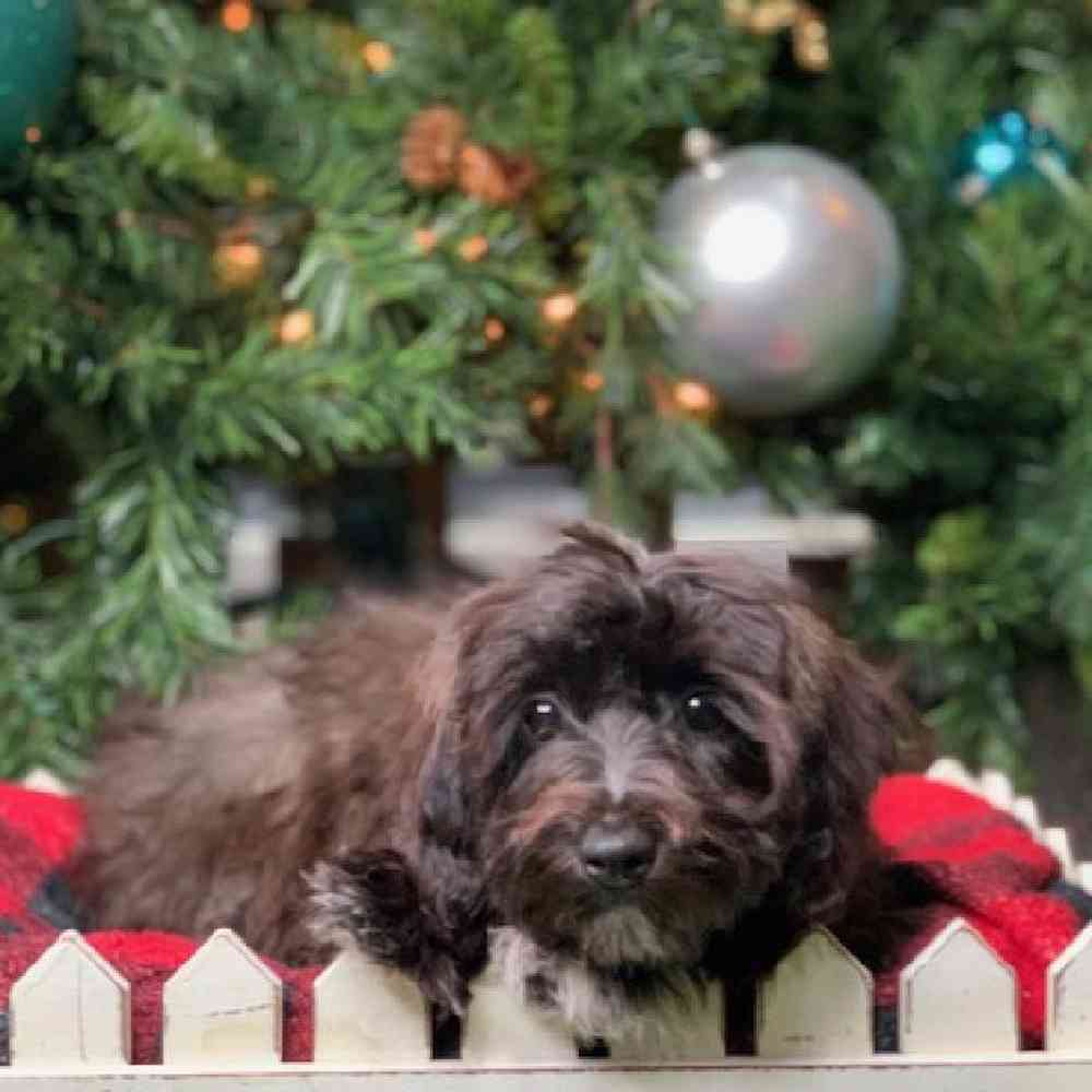 carousel pet images