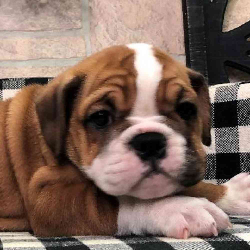 Female English Bulldog Puppy for sale