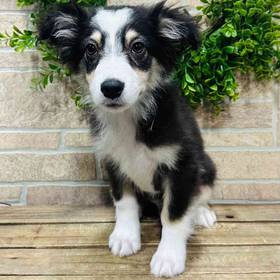 Australian Shepherd