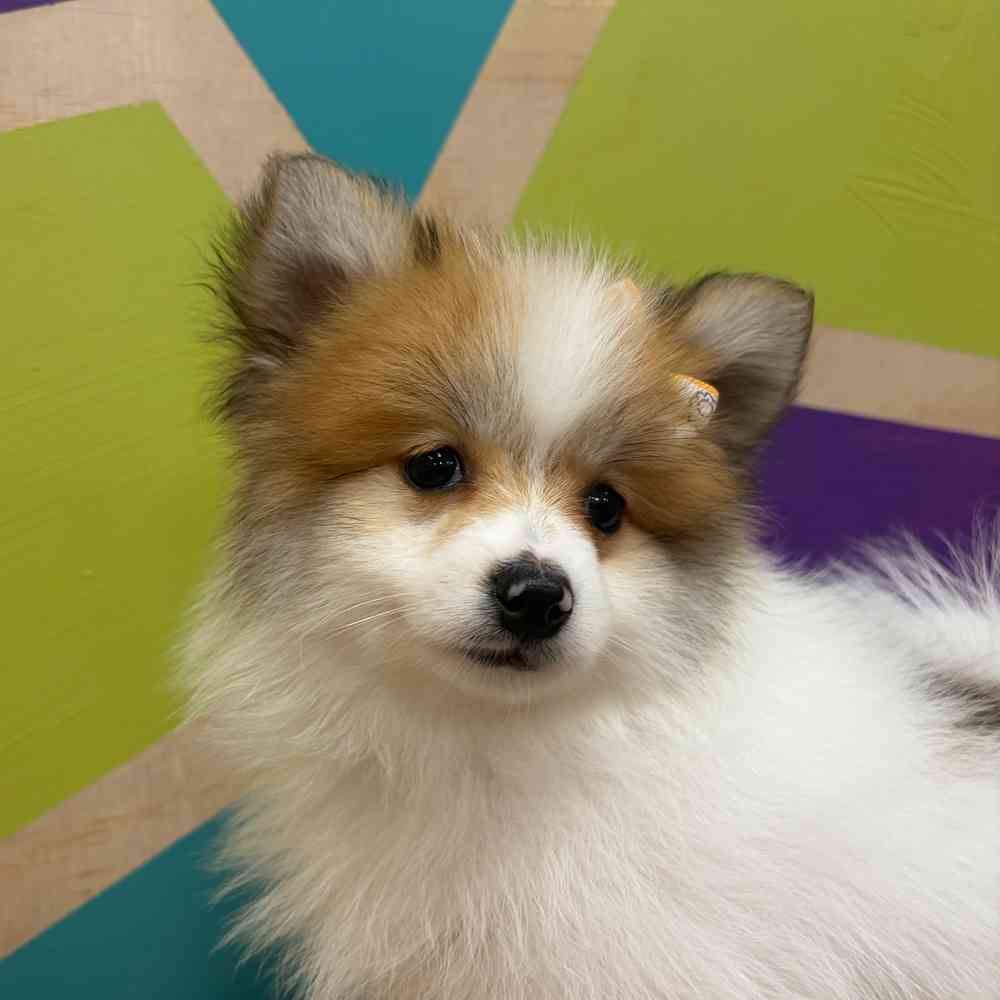 carousel pet images