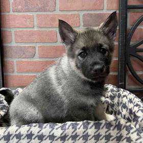 Norwegian Elkhound