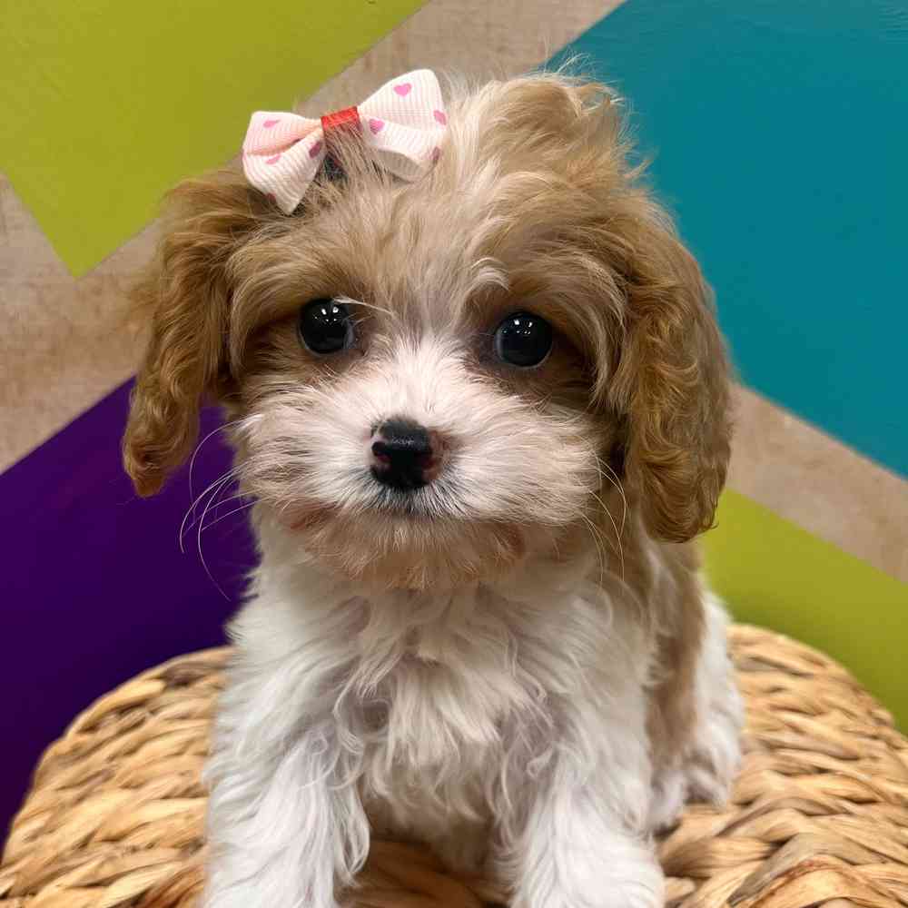carousel pet images