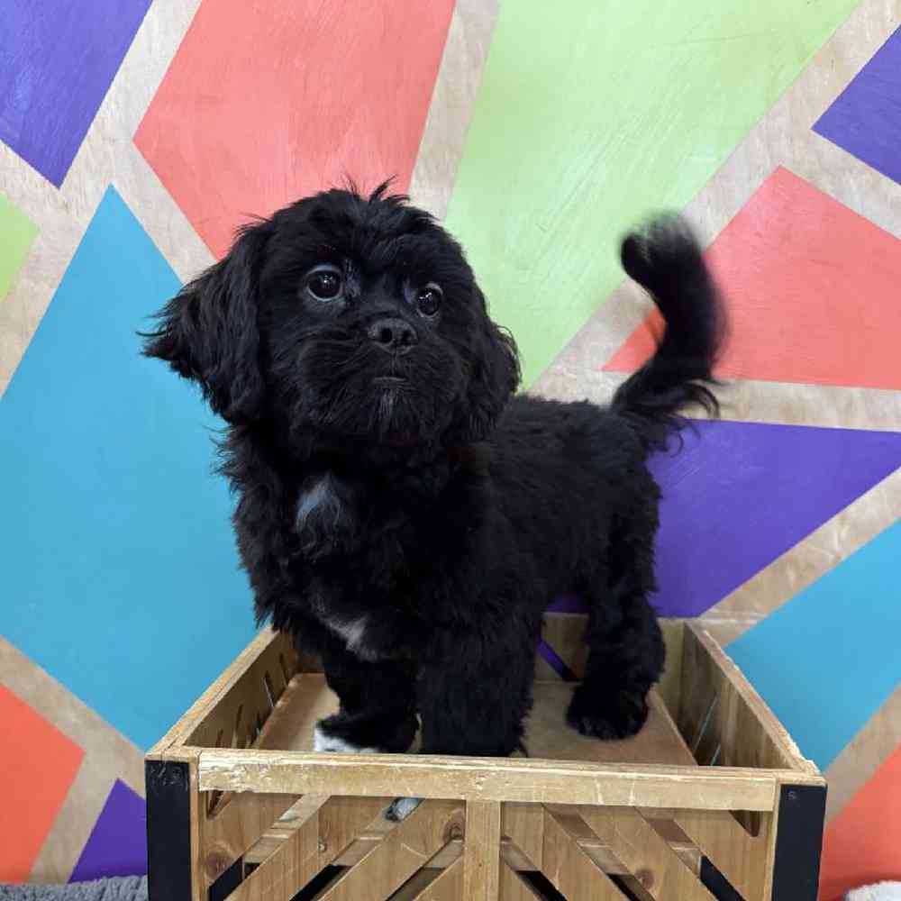Male Shih Tzu Puppy for Sale in Joplin, MO