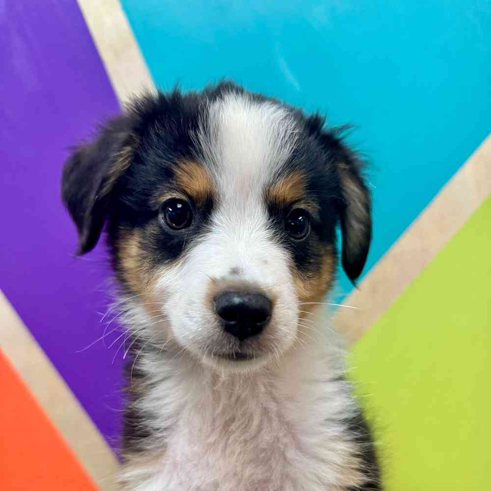 carousel pet images
