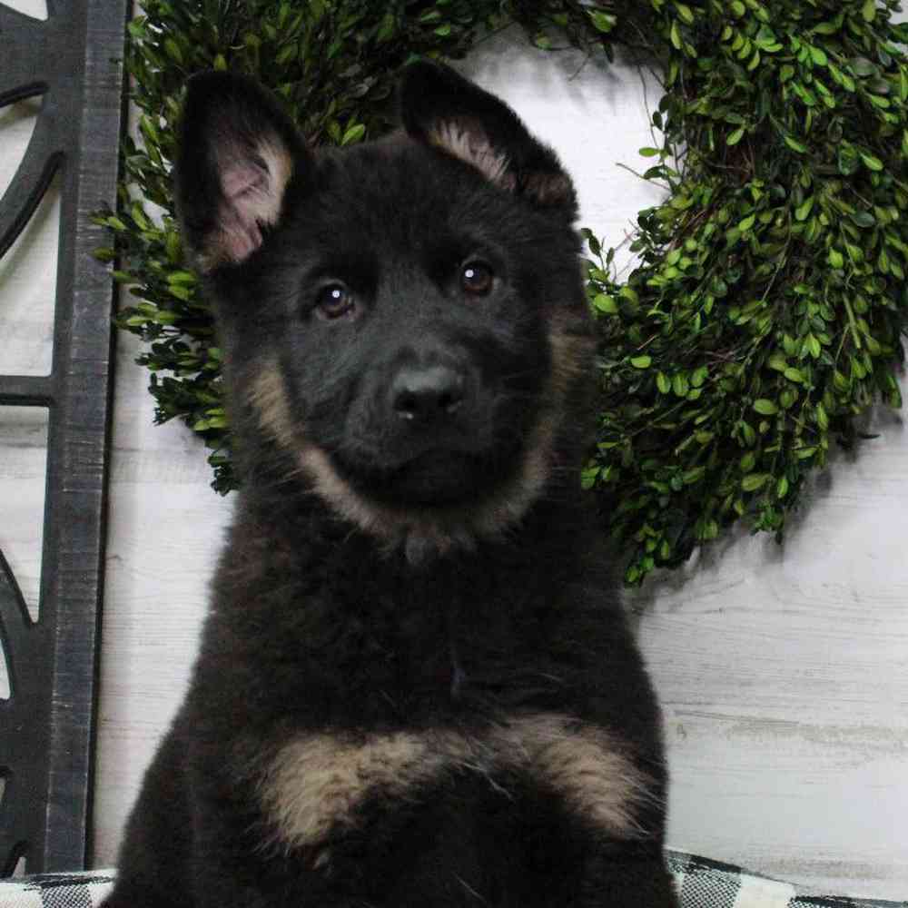 Female German Shepherd Puppy for sale