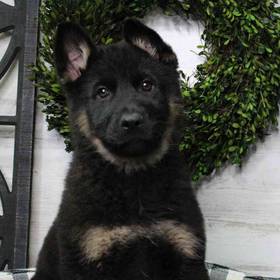 German Shepherd