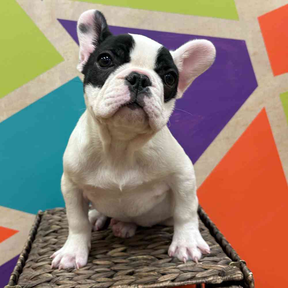 carousel pet images