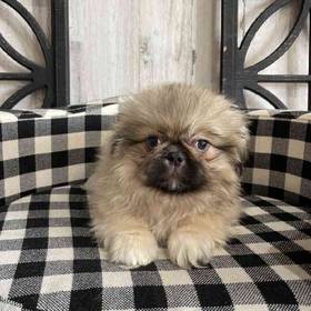 Pekingese