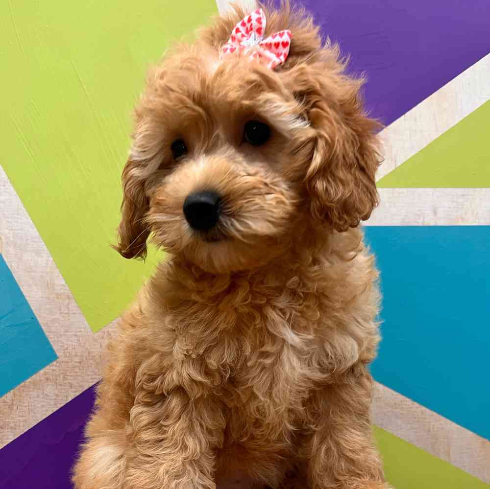 carousel pet images