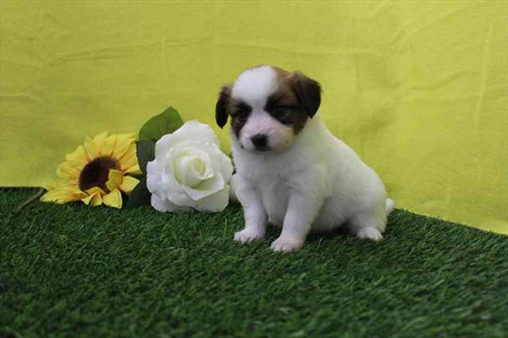 carousel pet images