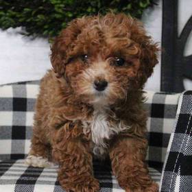 Cavapoo