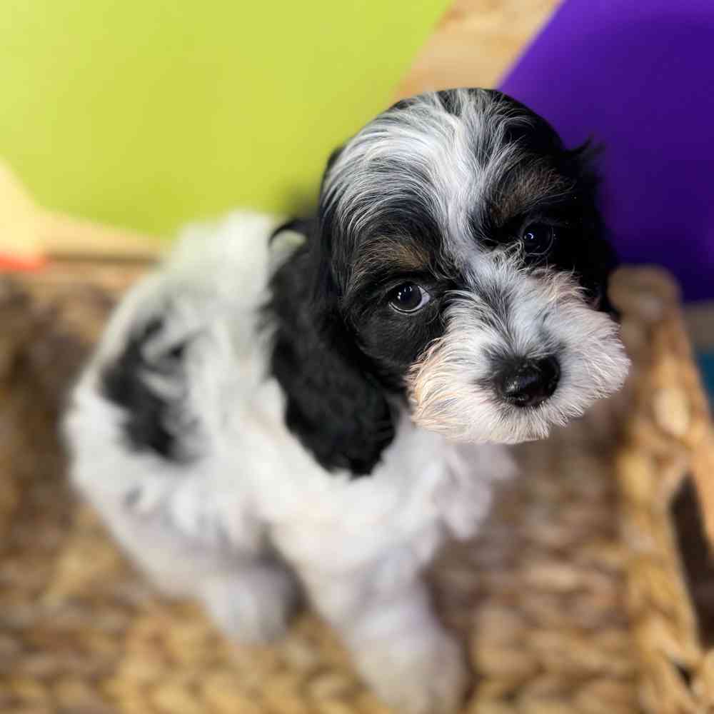 carousel pet images