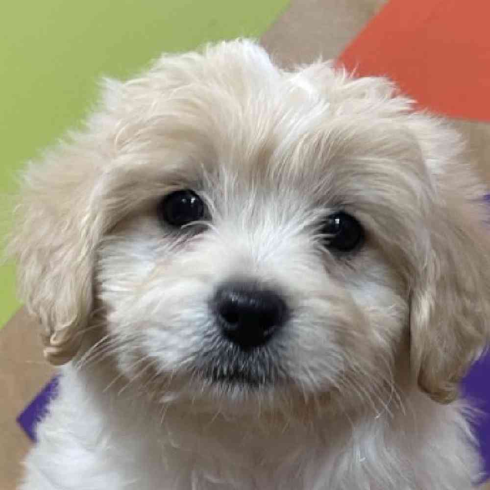 Image of a pet breed in the gallery