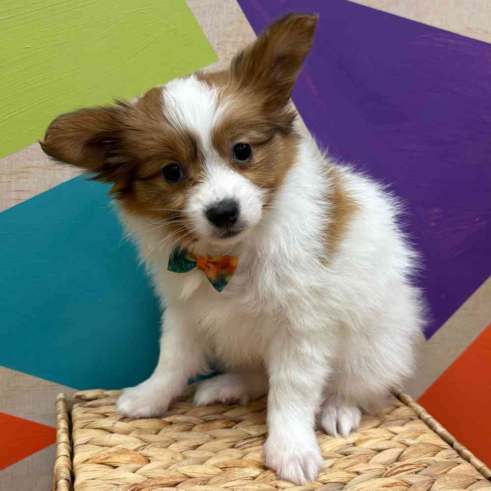 carousel pet images