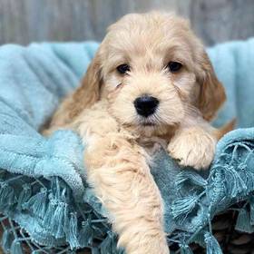 Mini Goldendoodle