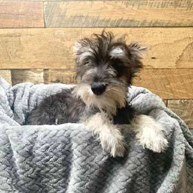 Mini Schnauzer