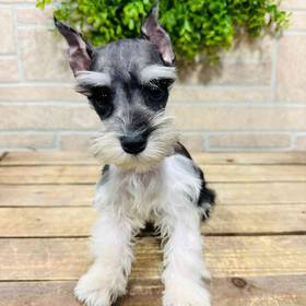 Mini Schnauzer