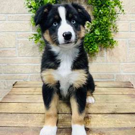 Australian Shepherd
