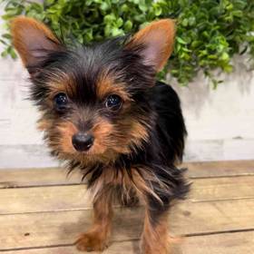 Yorkie