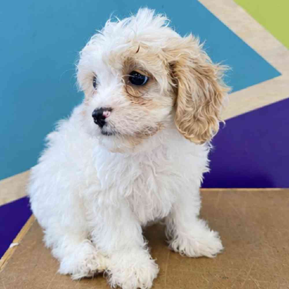 Image of a pet breed in the gallery