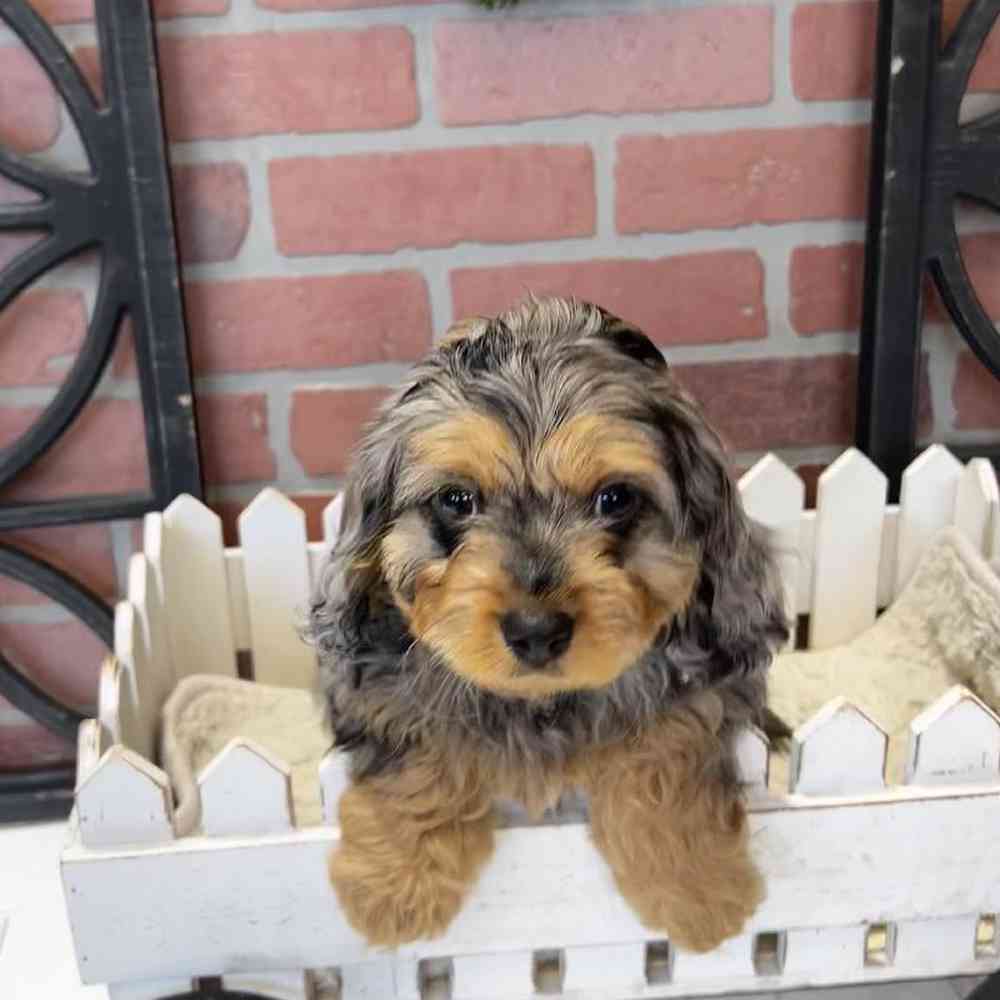 Male Cavapoo Puppy for Sale in Joplin, MO