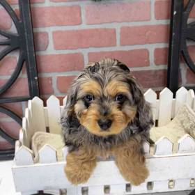 Cavapoo