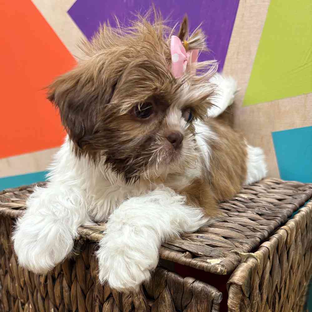carousel pet images