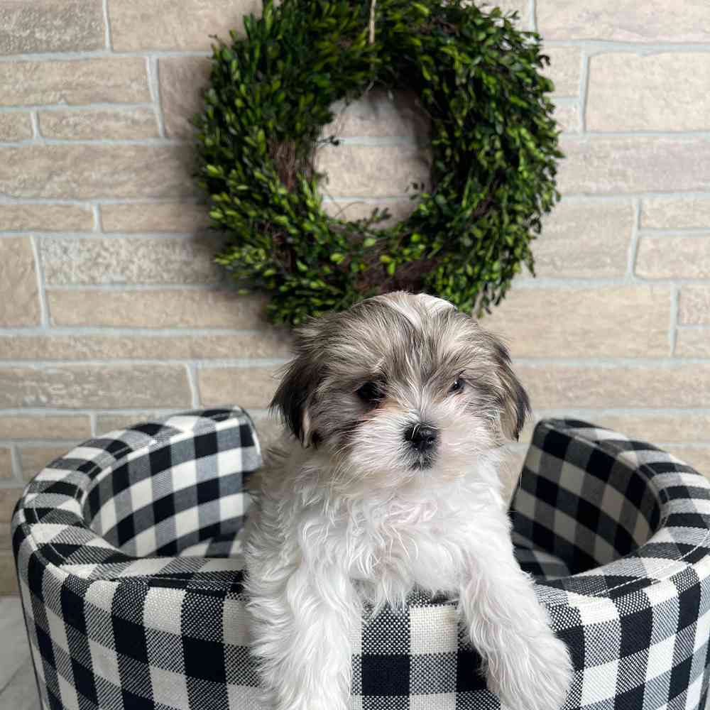 carousel pet images