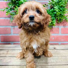 Cavapoo
