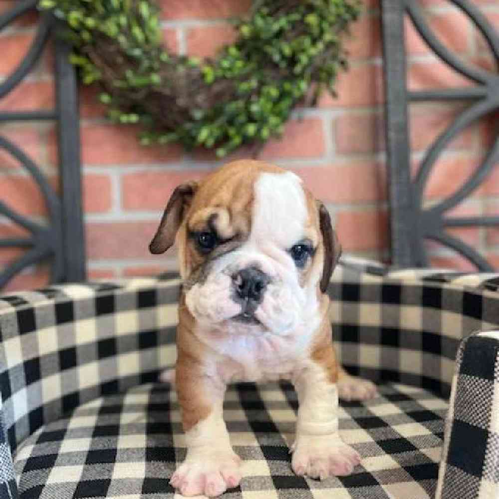 Male English Bulldog Puppy for sale