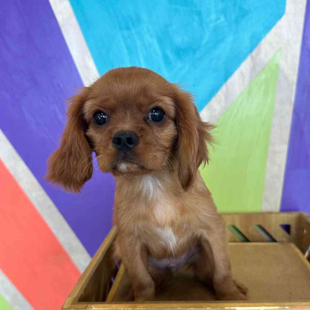 carousel pet images