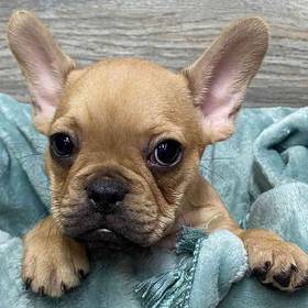 French Bulldog