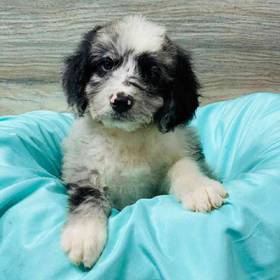 Aussiedoodle
