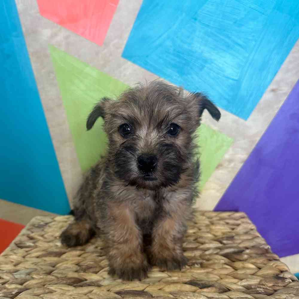 Image of a pet breed in the gallery