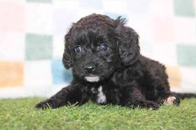 Cavapoo